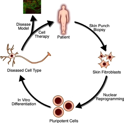 Tissue Engineering