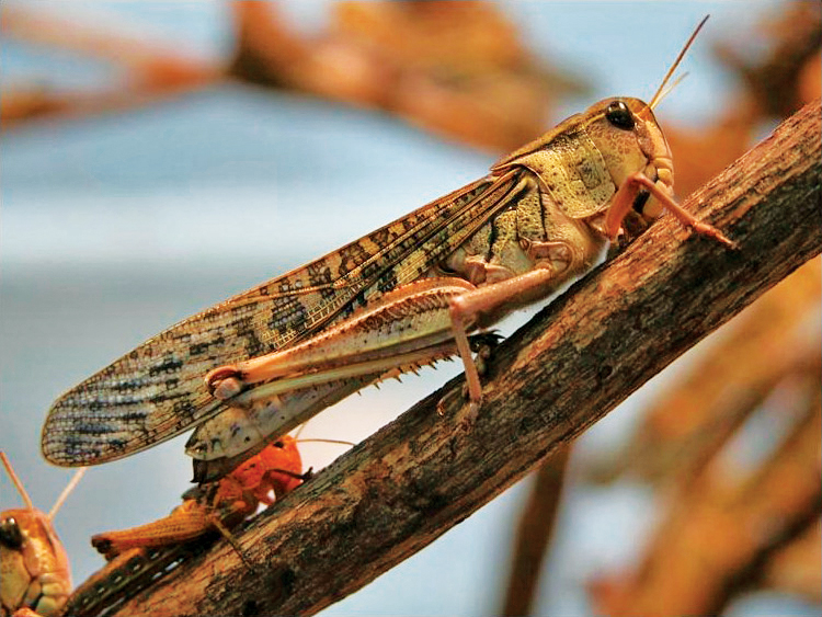 Artificial Intelligence helping African farmers in the fight against locusts