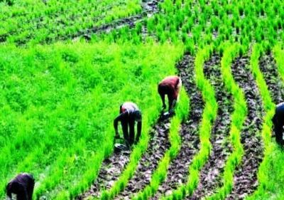Sabi Nectar Fresh and Meadow Foods